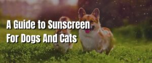 A Guide to Sunscreen For Dogs And Cats