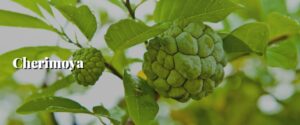 Cherimoya