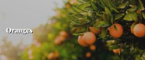 Oranges