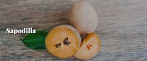 Sapodilla