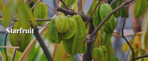Starfruit